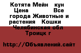 Котята Мейн - кун › Цена ­ 19 000 - Все города Животные и растения » Кошки   . Челябинская обл.,Троицк г.